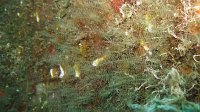 030 Plumulaire (Aglaophenia sp)